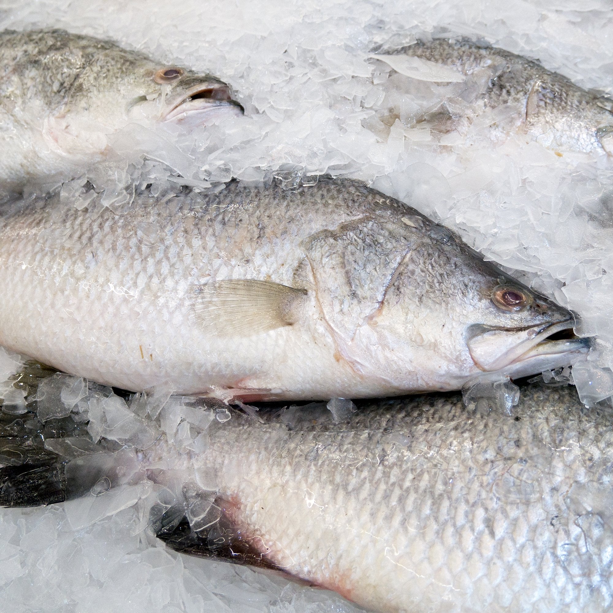 Pink Barramundi