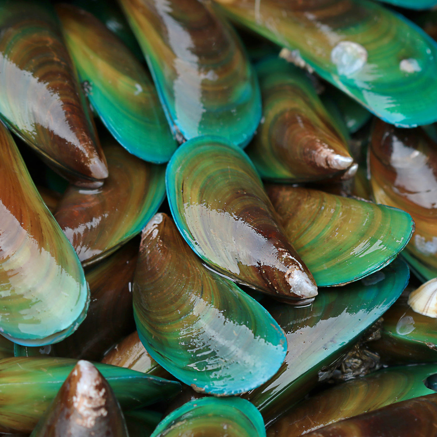 NZ Large Greenlip Mussels (1kg)