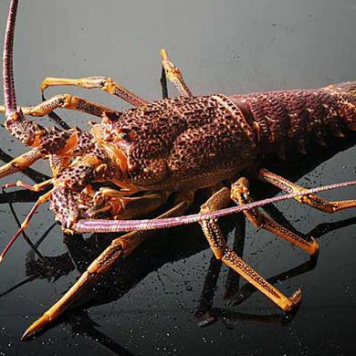 *Raw Western Australian Rock Lobster (480 - 520g) - Frozen