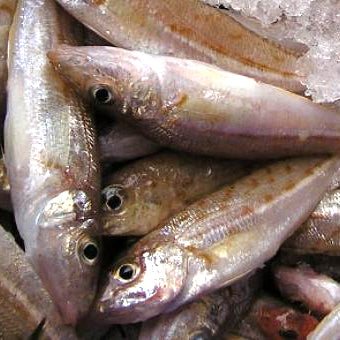 Sand Whiting (1kg)