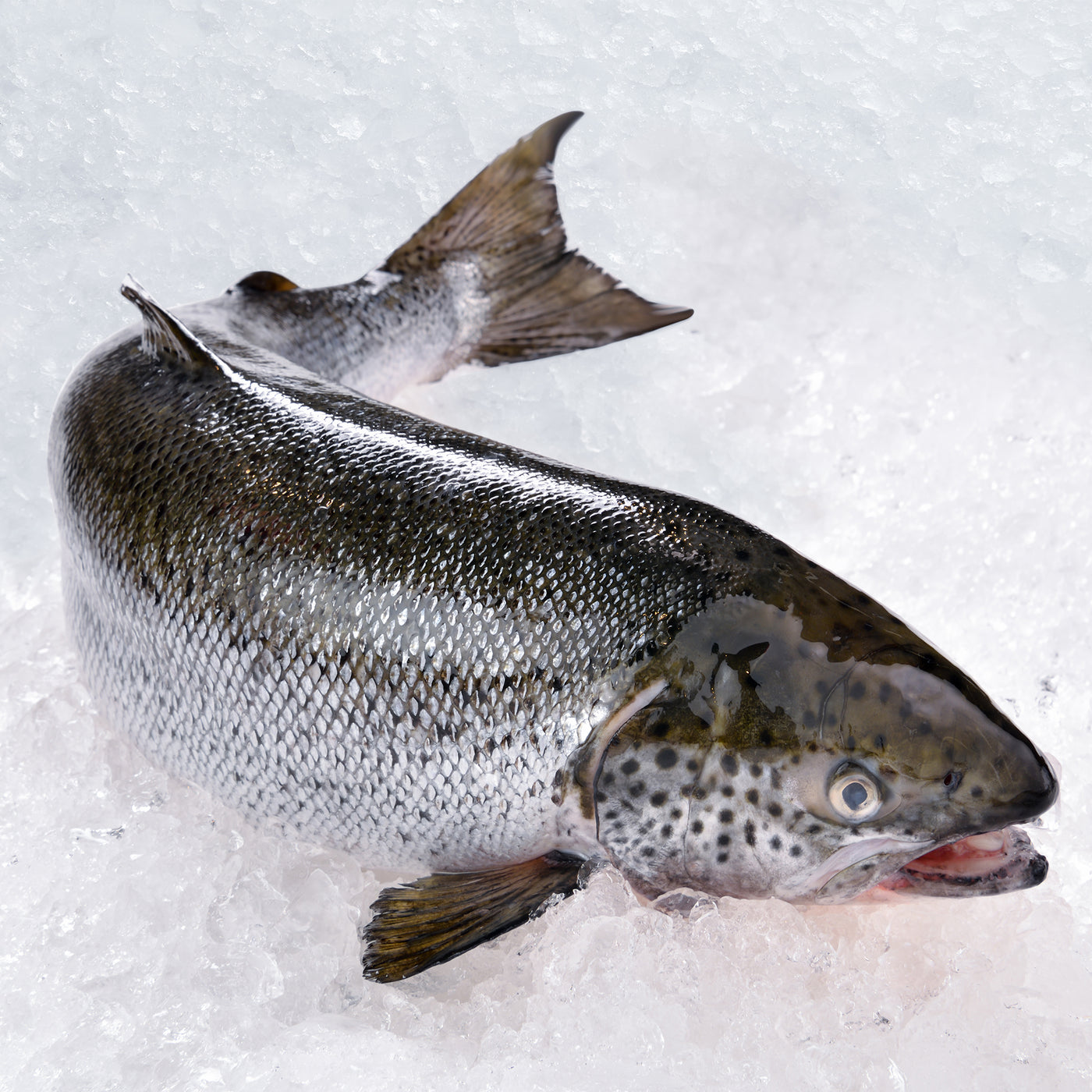 Tasmanian Salmon (+5kg)