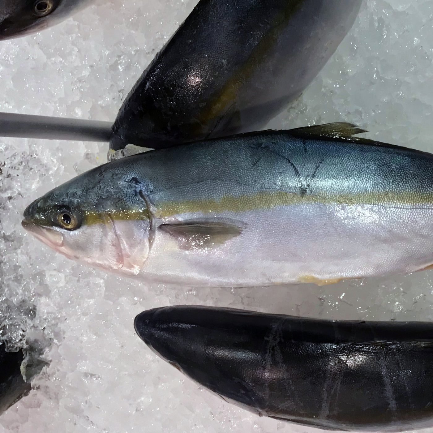 Hiramasa Kingfish (Min 5kg)