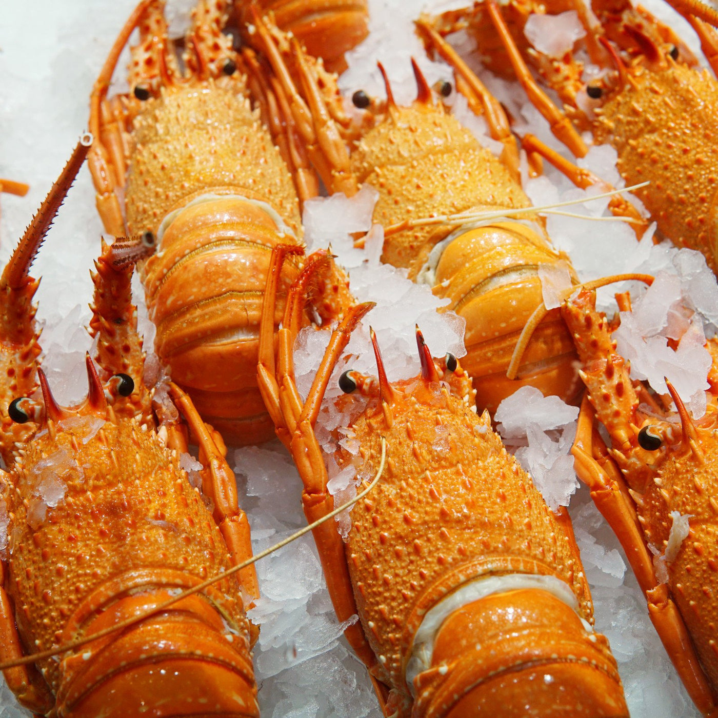 *Cooked Local Lobster (Min 450g Each)