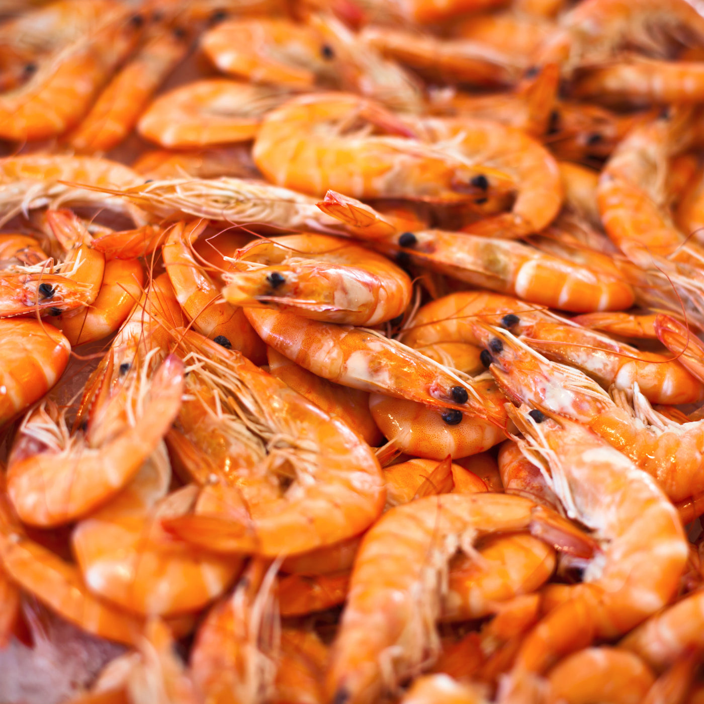Cooked Large Vannamei prawn (1kg)