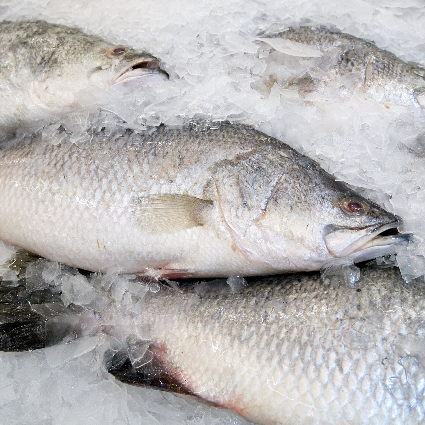 Small Barramundi (Min 650-800g)