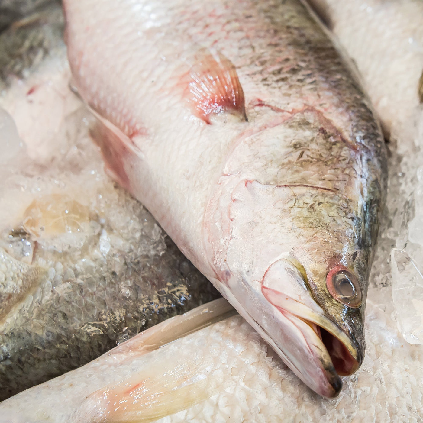 *Large Whole Barramundi (Min 3.7kg)