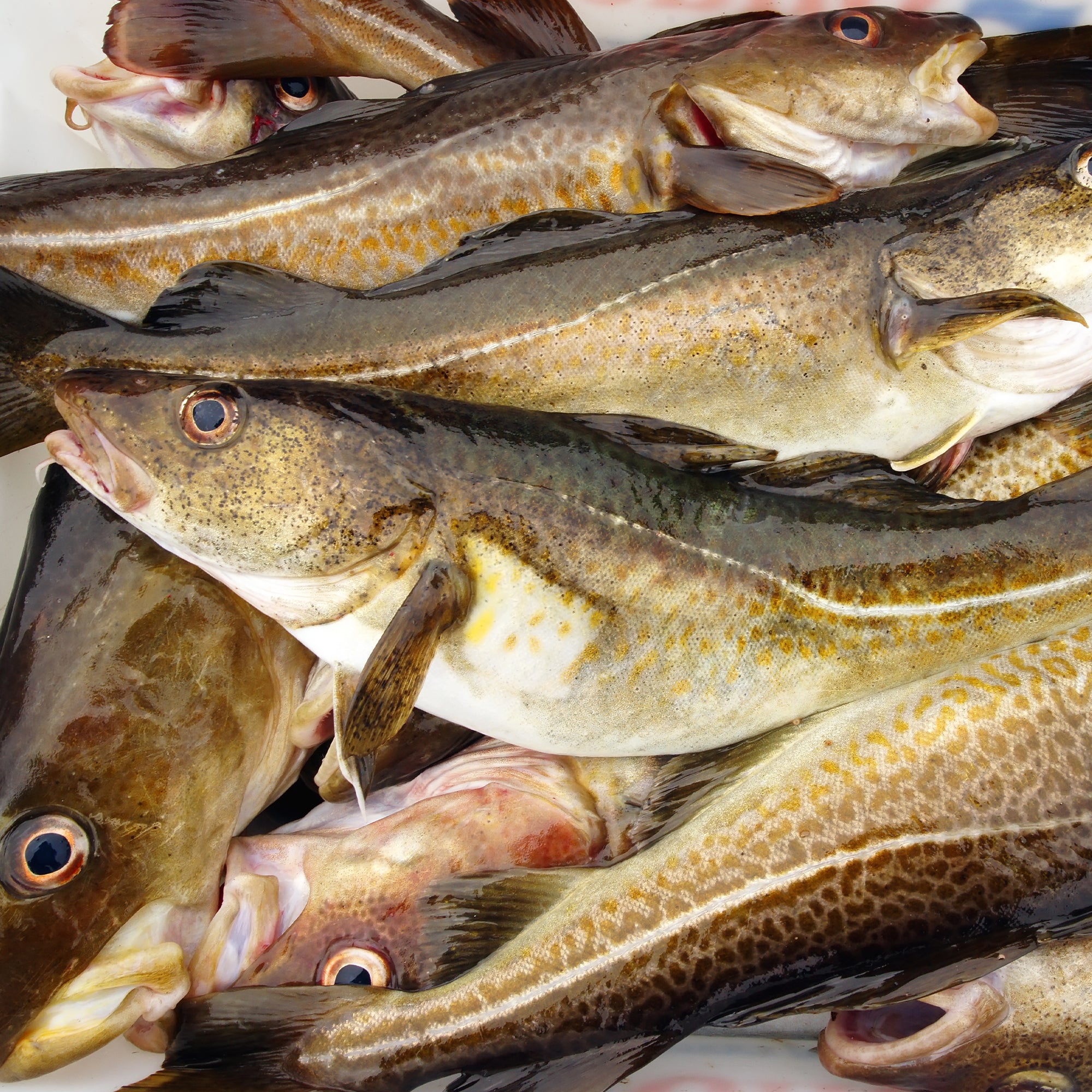 Murray Cod (Min 650g) – Moby's Seafood