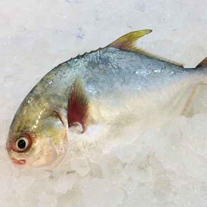 Golden Pomfret (Frozen - minimum 800g)