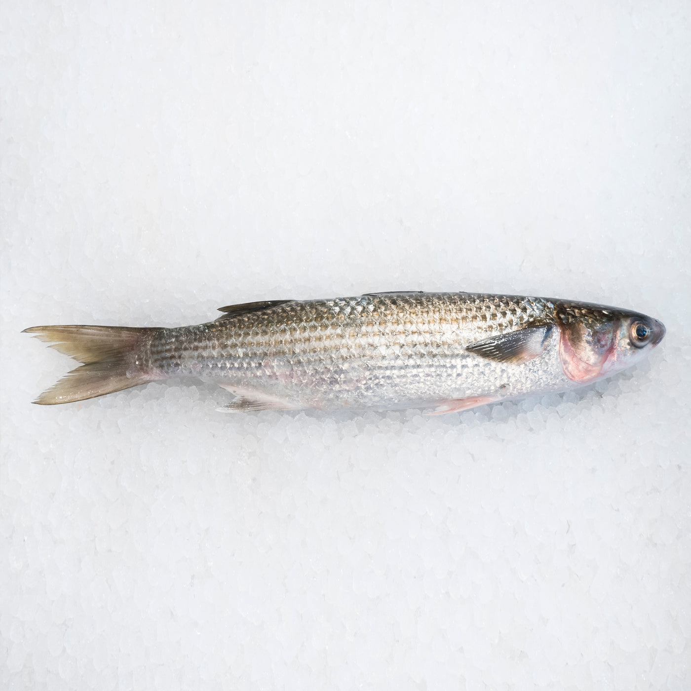 Sea Mullet (Min 1kg)