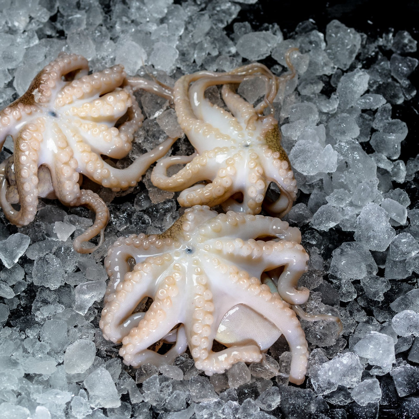 *Baby Octopus (1Kg)