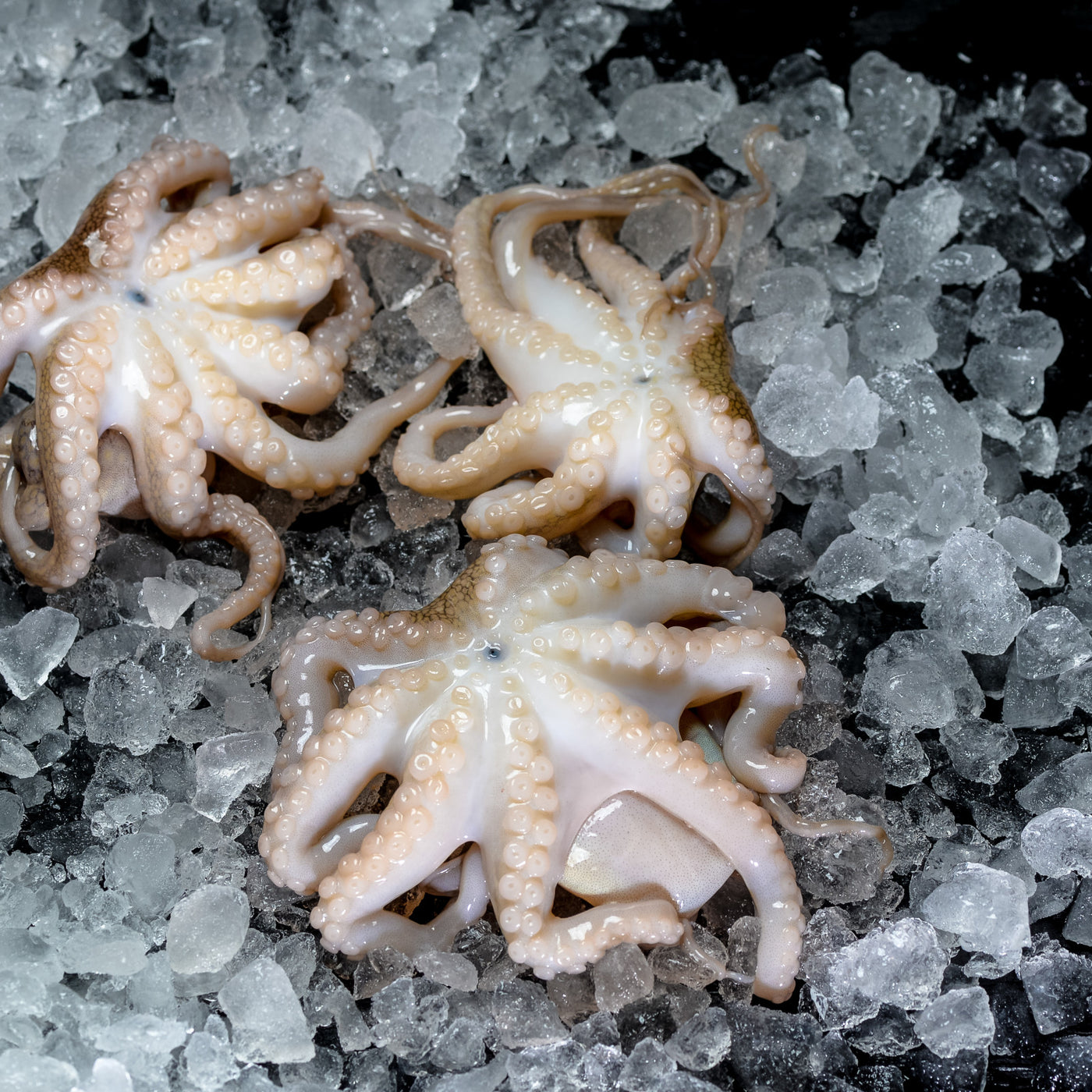 Baby Octopus (1Kg)