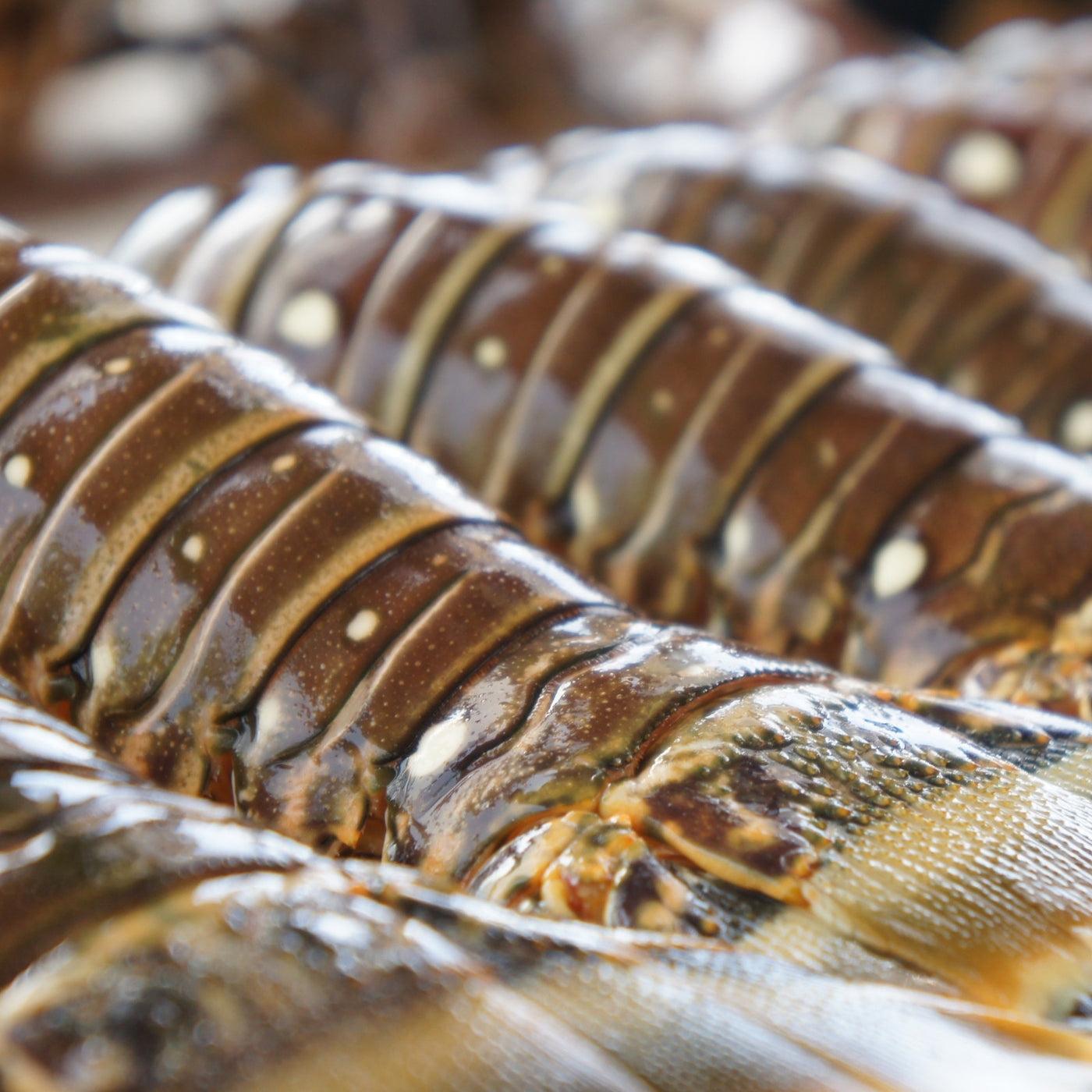 Qld Large Tropical Raw Lobster Tails (Min 400g)