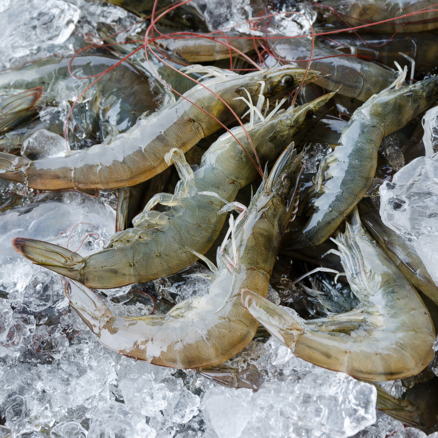 Raw King XL Prawns (500g)