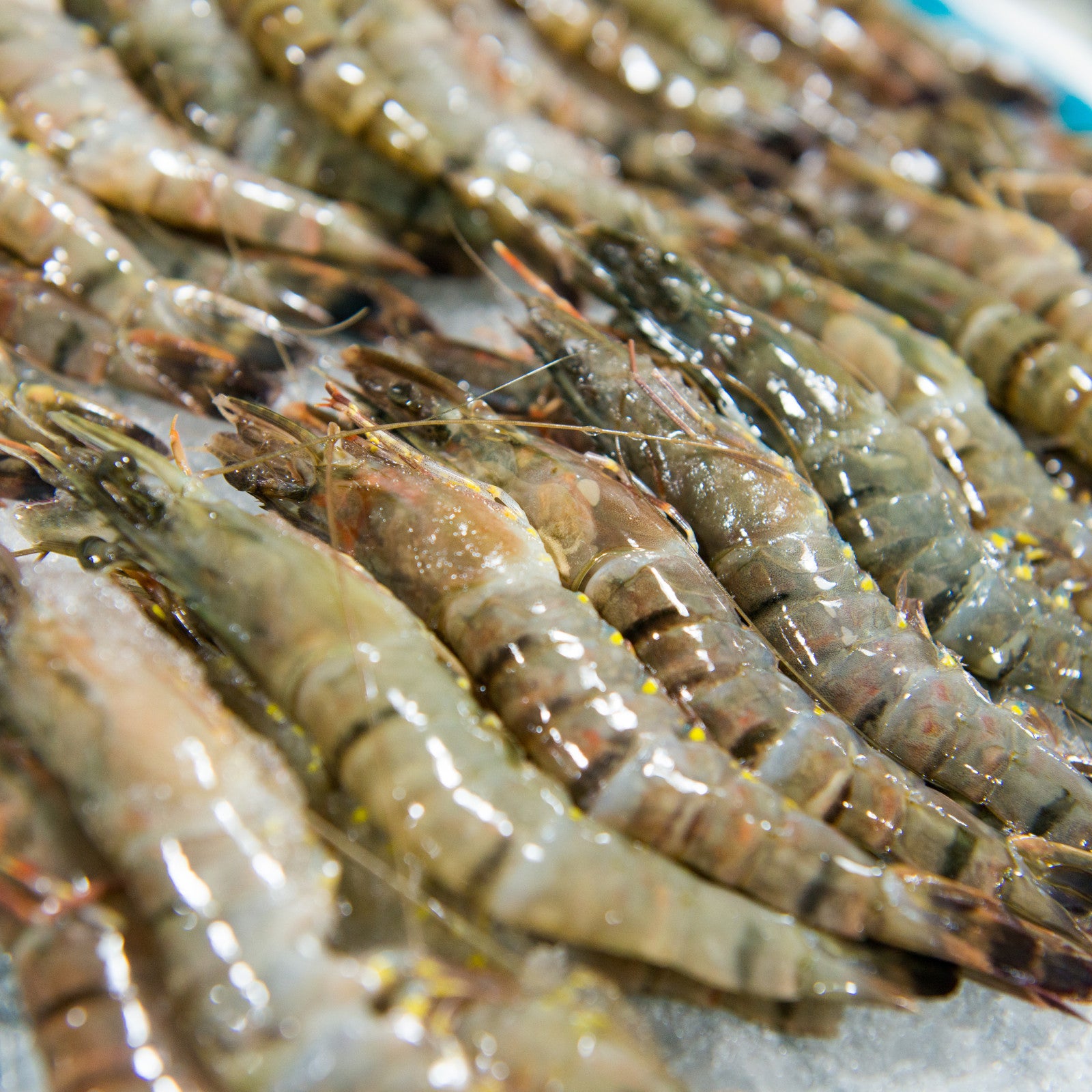 Raw Large Tiger Prawns (500g) – Moby's Seafood